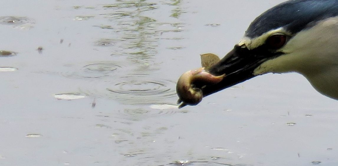 Cosa preda la Nitticora?  Un Misgurnus anguillicaudatus