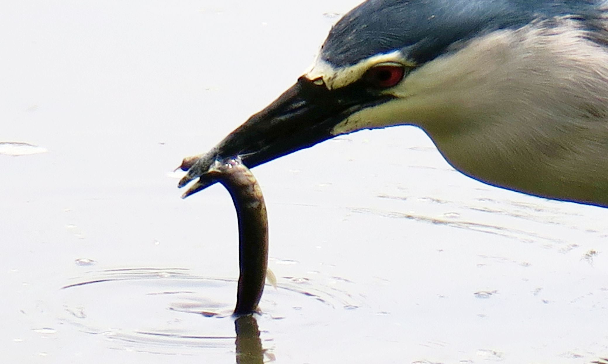 Cosa preda la Nitticora?  Un Misgurnus anguillicaudatus