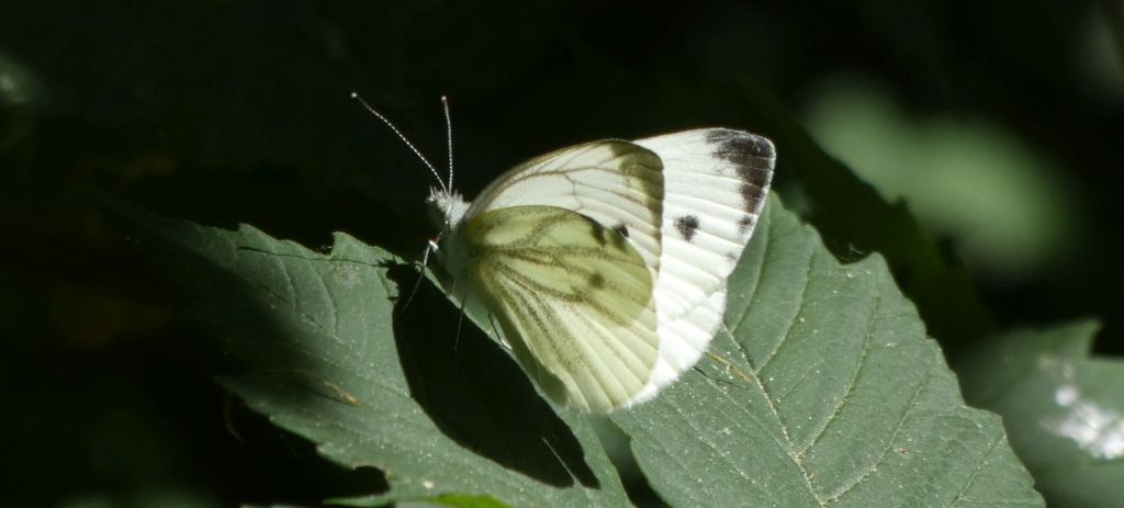 Pieris napi? S