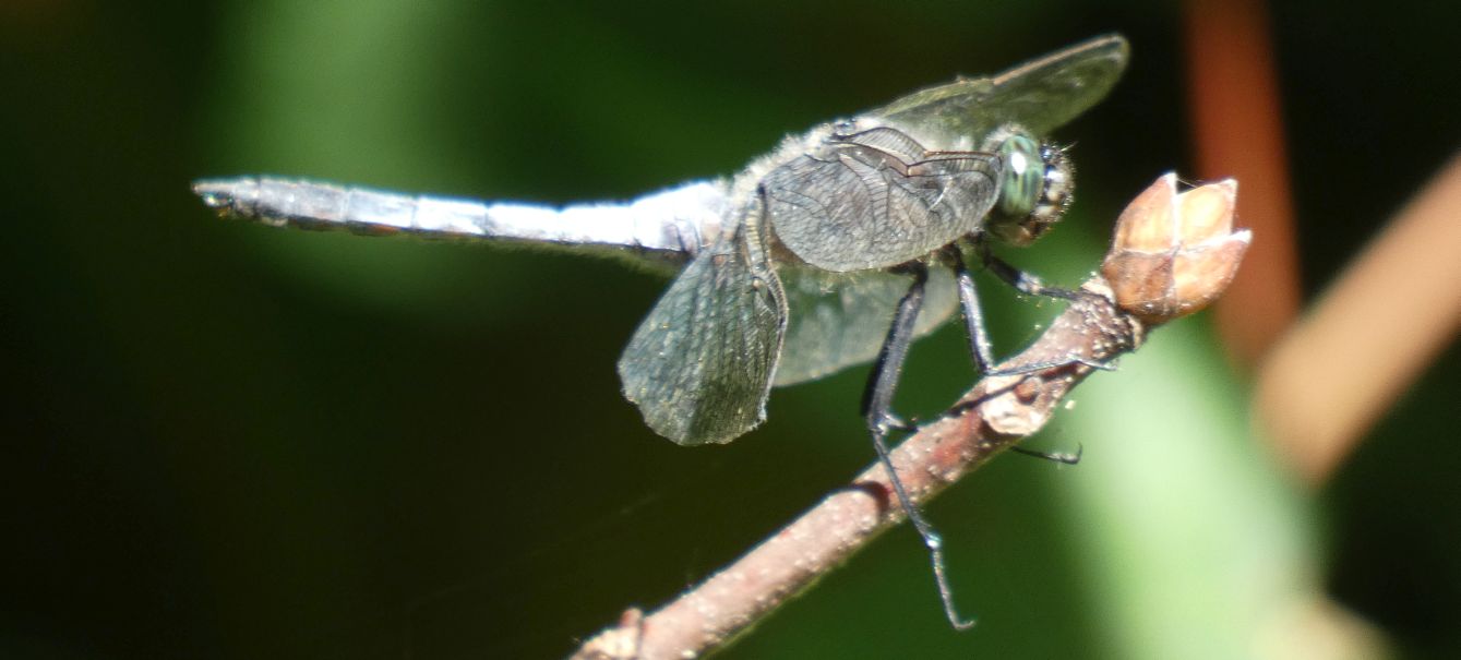 Orthetrum cancellatum maschio?