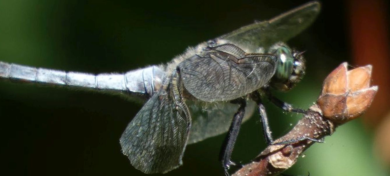 Orthetrum cancellatum maschio?