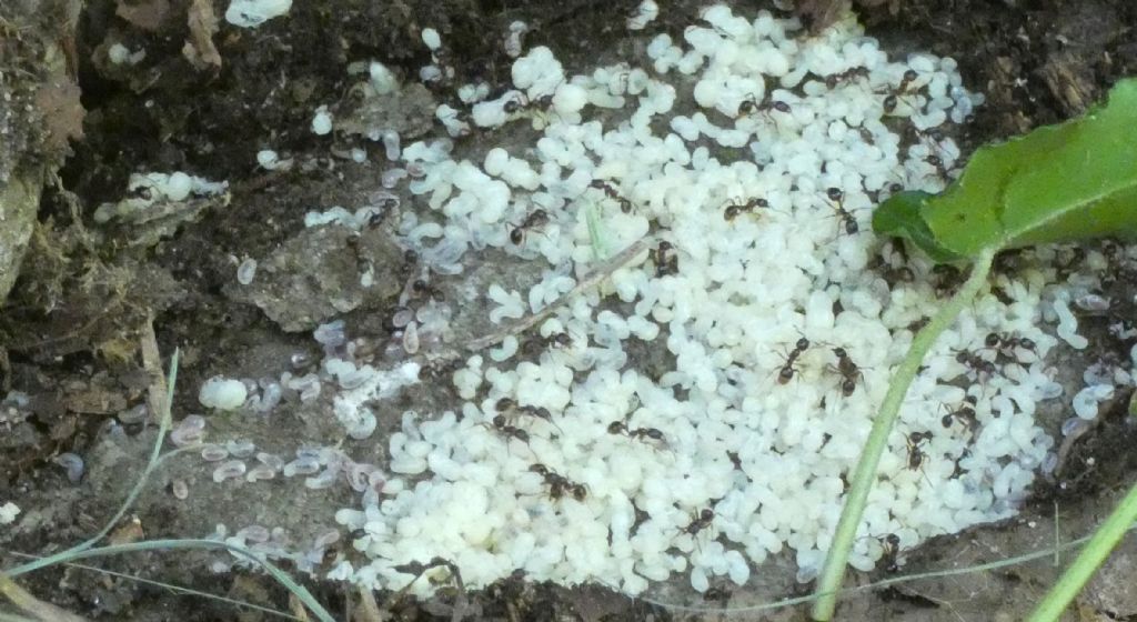Formiche ...senza formicaio visibile: cfr. Monomorium sp.