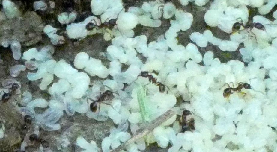 Formiche ...senza formicaio visibile: cfr. Monomorium sp.