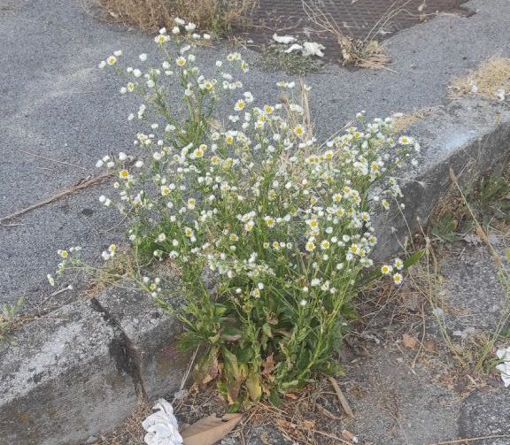 Erigeron annuus?  S