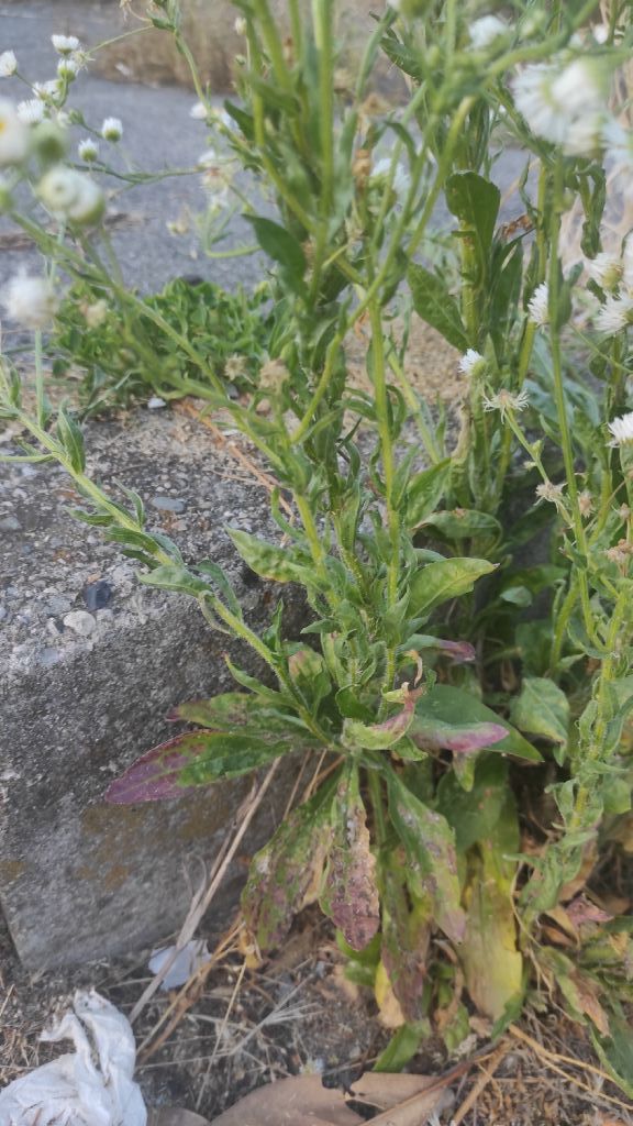 Erigeron annuus?  S