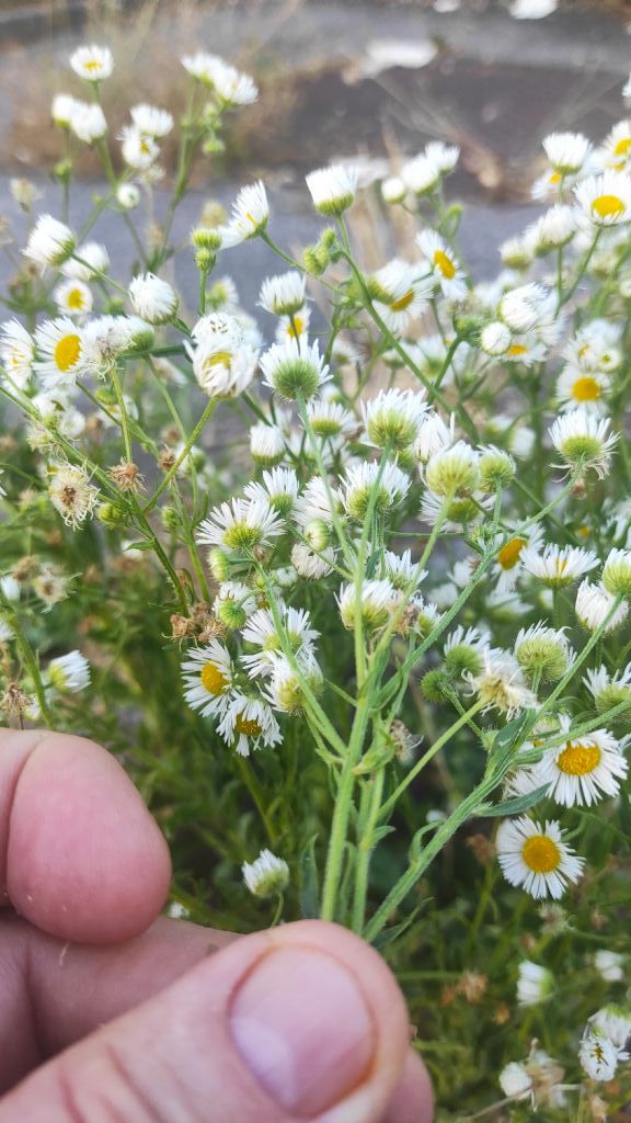 Erigeron annuus?  S