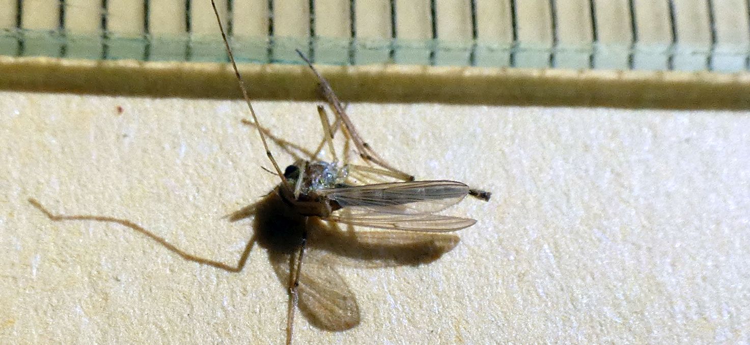 Chironomidae femmina da confermare