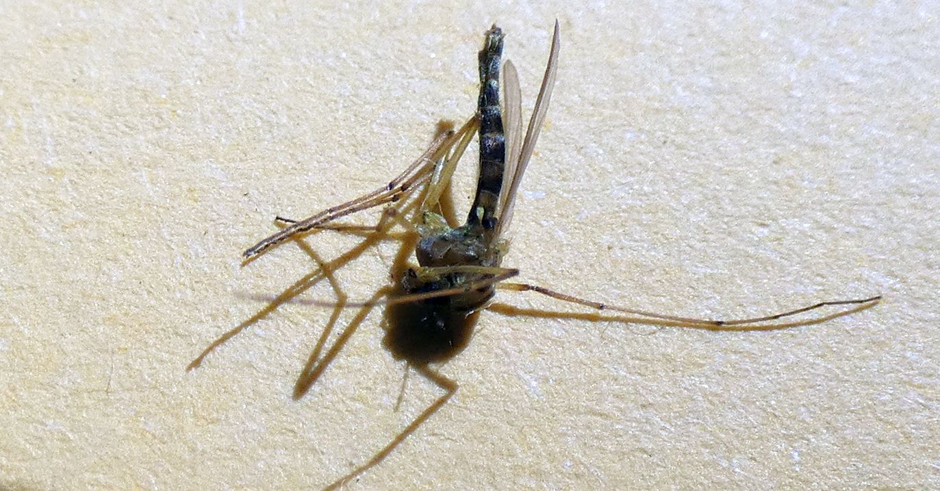 Chironomidae femmina da confermare