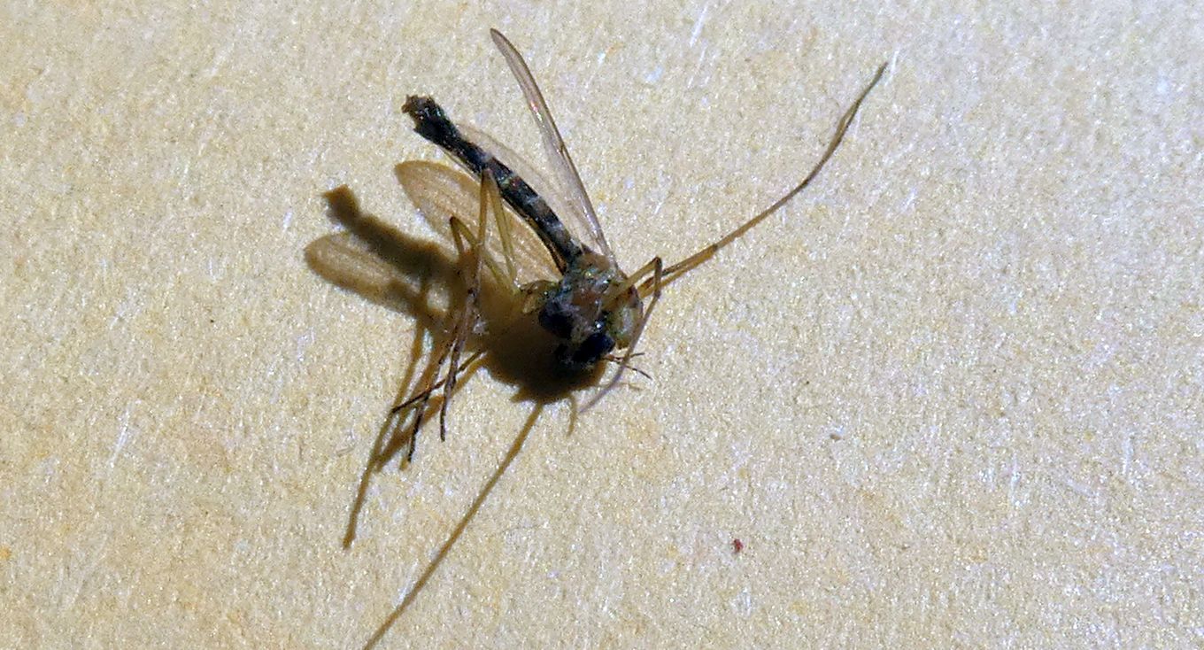 Chironomidae femmina da confermare