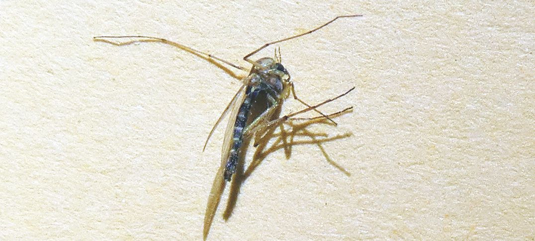 Chironomidae femmina da confermare