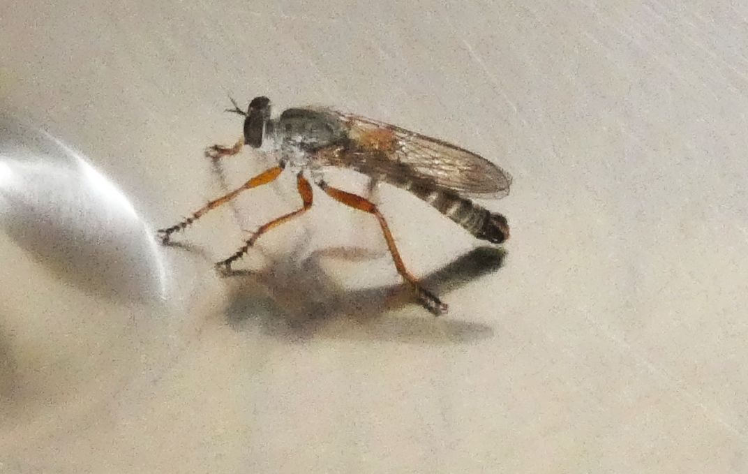 Asilidae Asilinae sp.