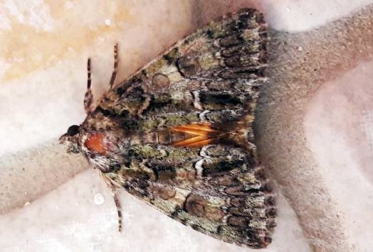 Catocala nymphaea? No, Polyphaenis sericata - Noctuidae