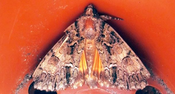 Catocala nymphaea? No, Polyphaenis sericata - Noctuidae