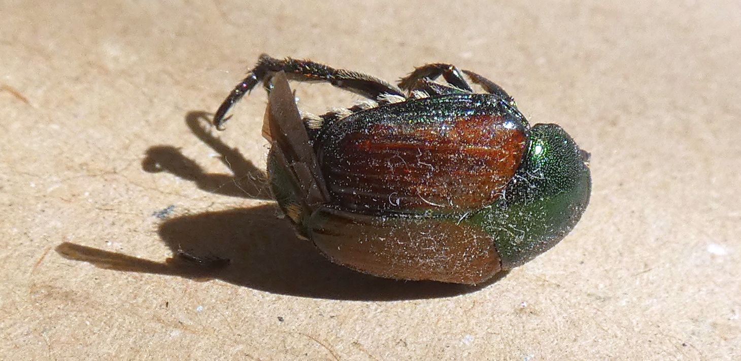 Chrysomelidae?  No, Popillia japonica (Rutelidae)