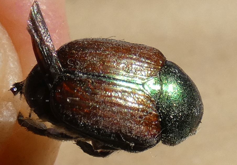 Chrysomelidae?  No, Popillia japonica (Rutelidae)