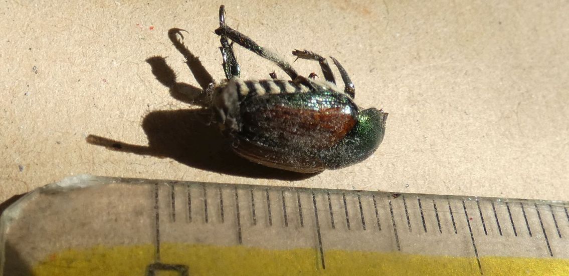 Chrysomelidae?  No, Popillia japonica (Rutelidae)