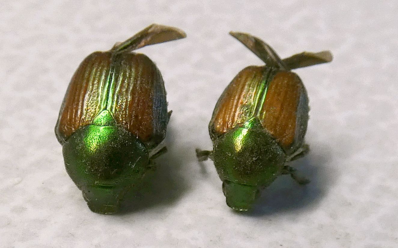 Chrysomelidae?  No, Popillia japonica (Rutelidae)