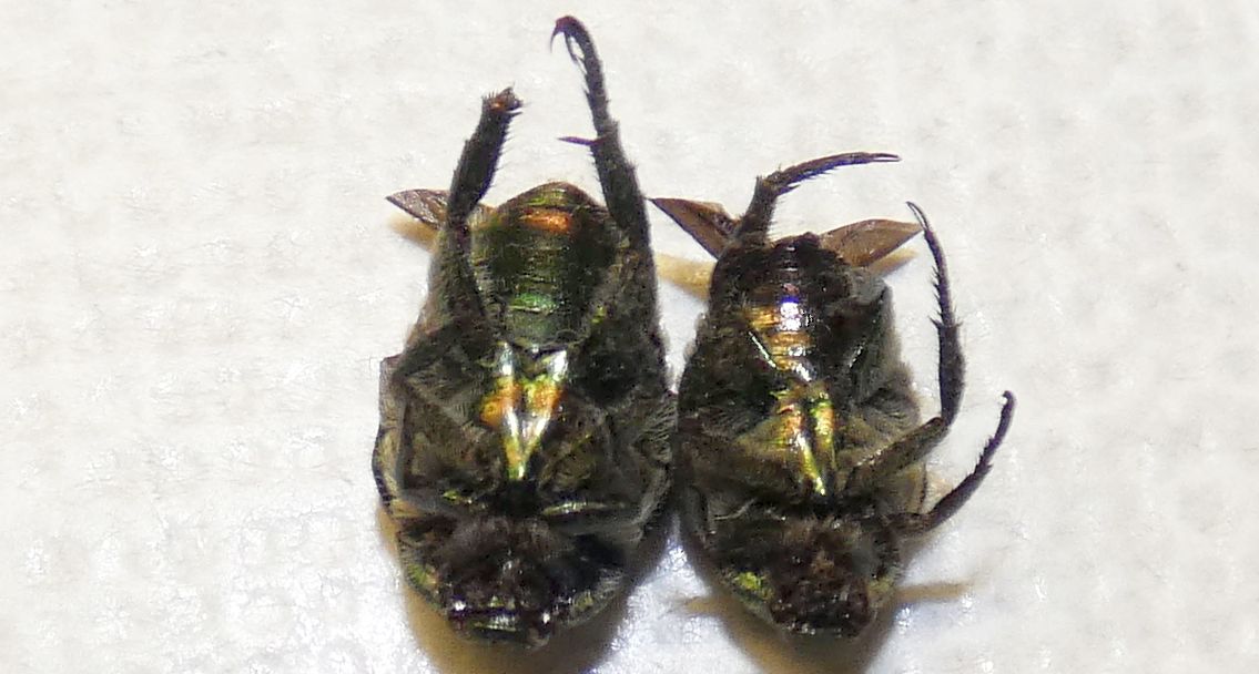 Chrysomelidae?  No, Popillia japonica (Rutelidae)