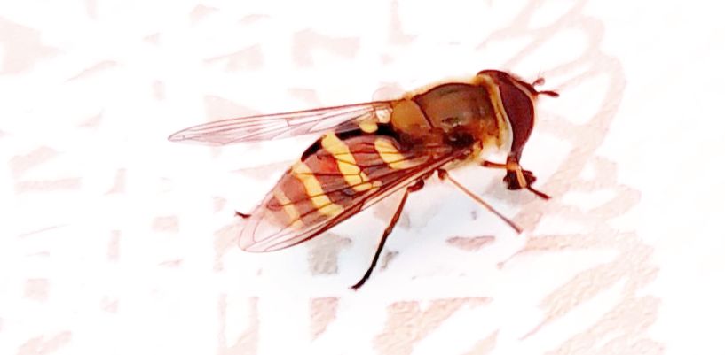Syrphidae: Syrphus ribesii, femmina (cfr.)