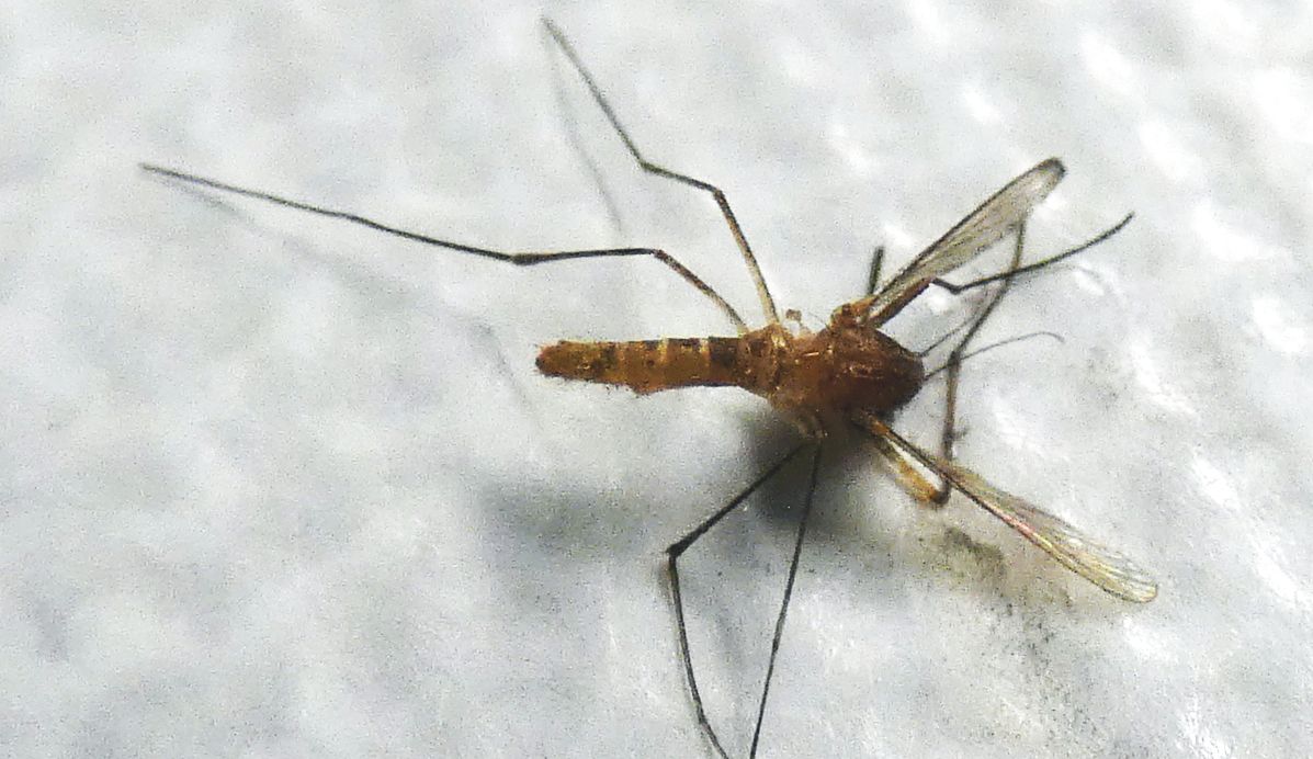 Culex cfr. pipiens (Culicidae)