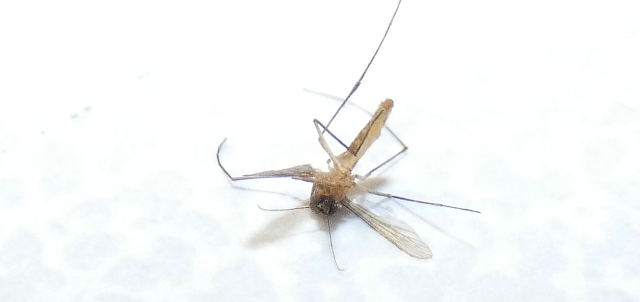 Culex cfr. pipiens (Culicidae)