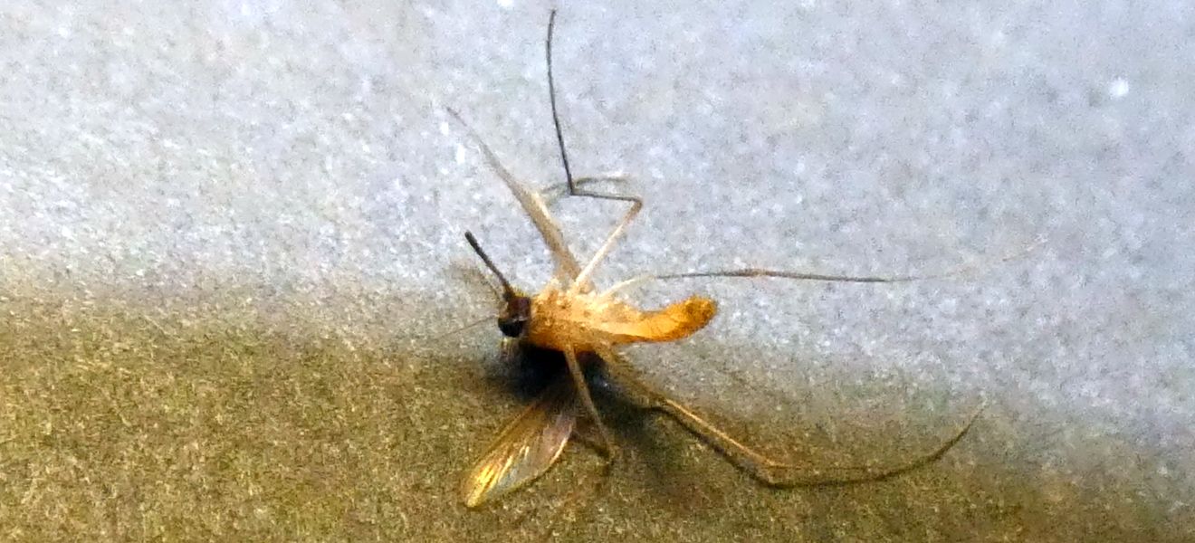 Culex cfr. pipiens (Culicidae)