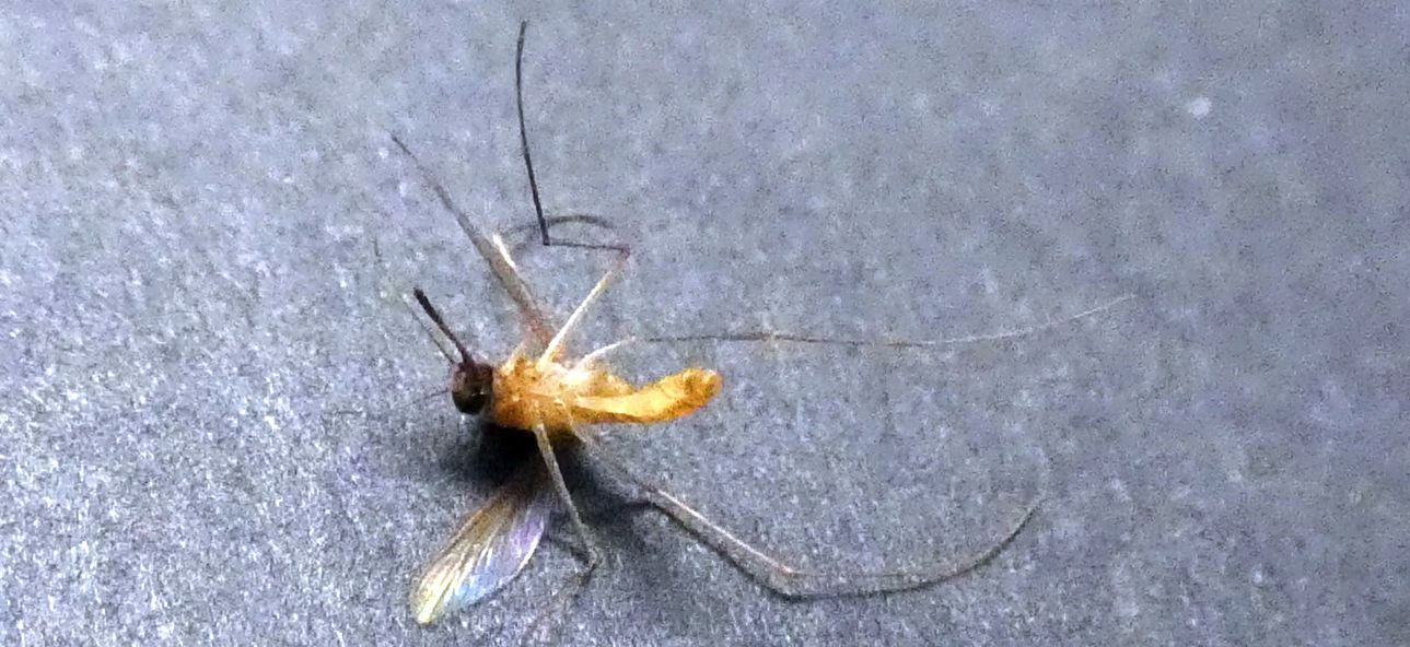 Culex cfr. pipiens (Culicidae)