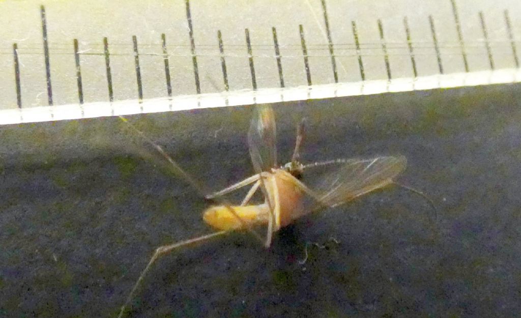 Culex cfr. pipiens (Culicidae)