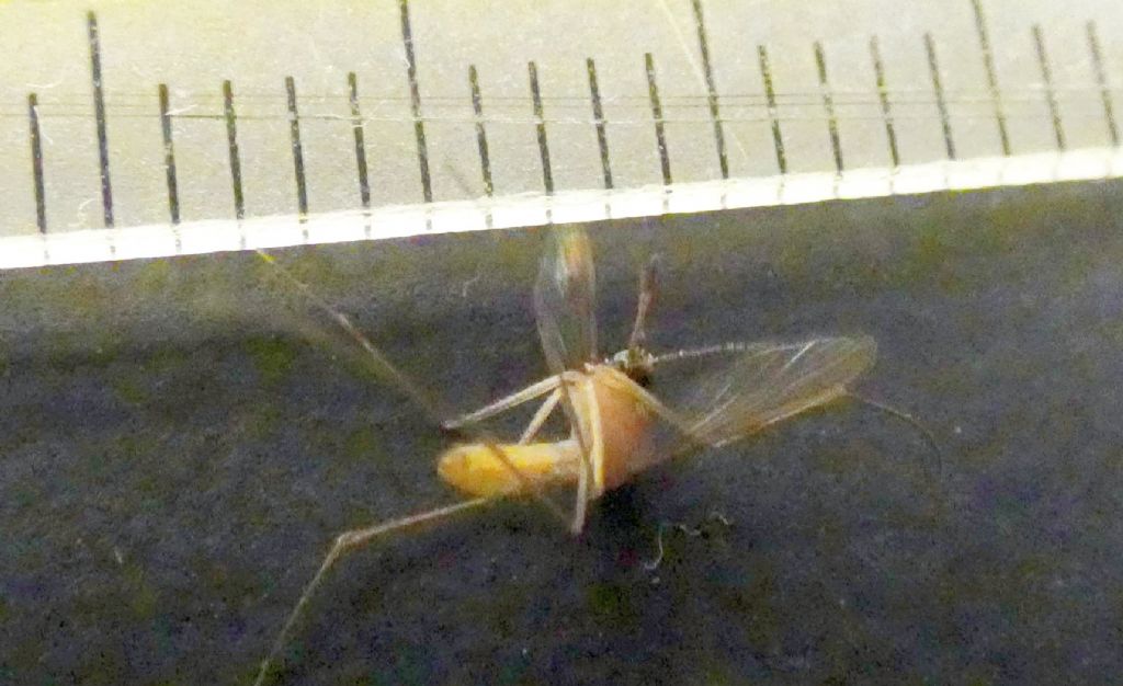 Culex cfr. pipiens (Culicidae)