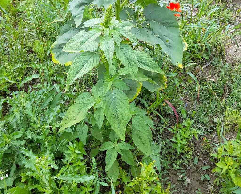 Amaranthus sp. davanti ad Helianthus annus (girasole)