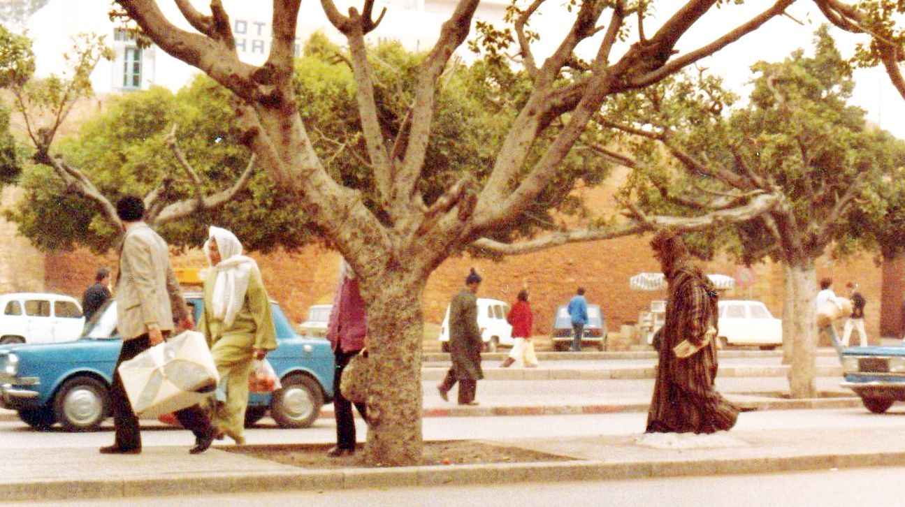 Dal Marocco: probabile Sicomoro (Ficus sycomorus)