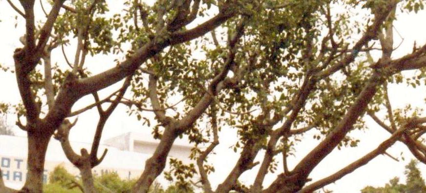 Dal Marocco: probabile Sicomoro (Ficus sycomorus)