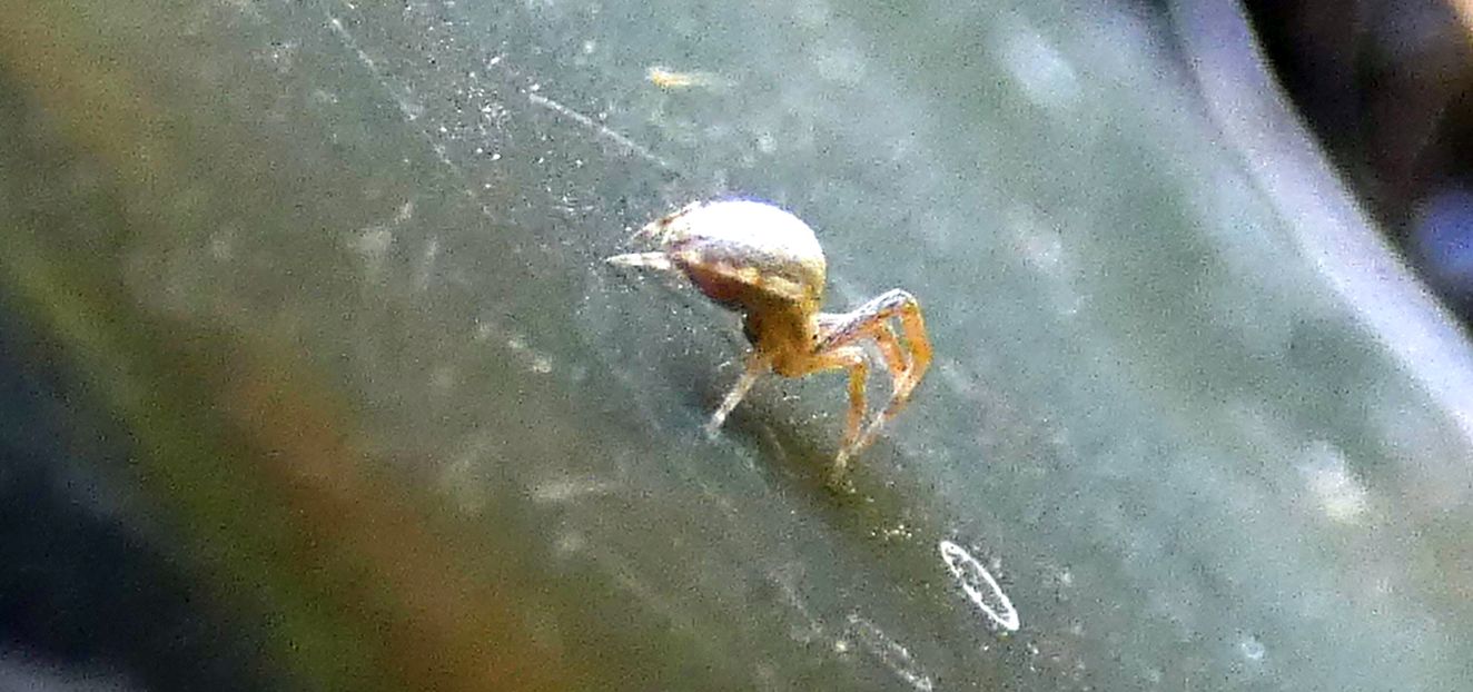 Uloboridae: Uloborus walckenaerius