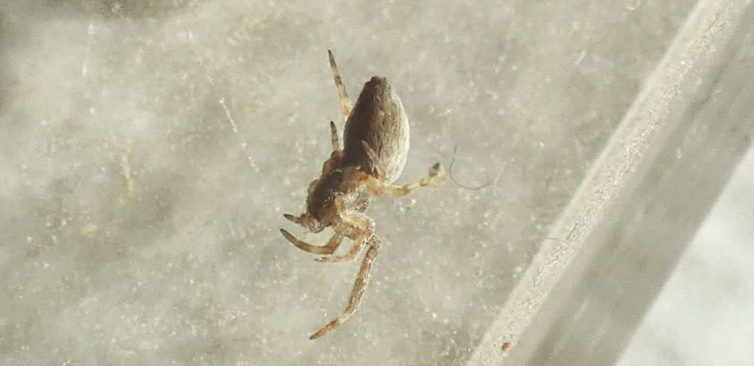 Uloboridae: Uloborus walckenaerius