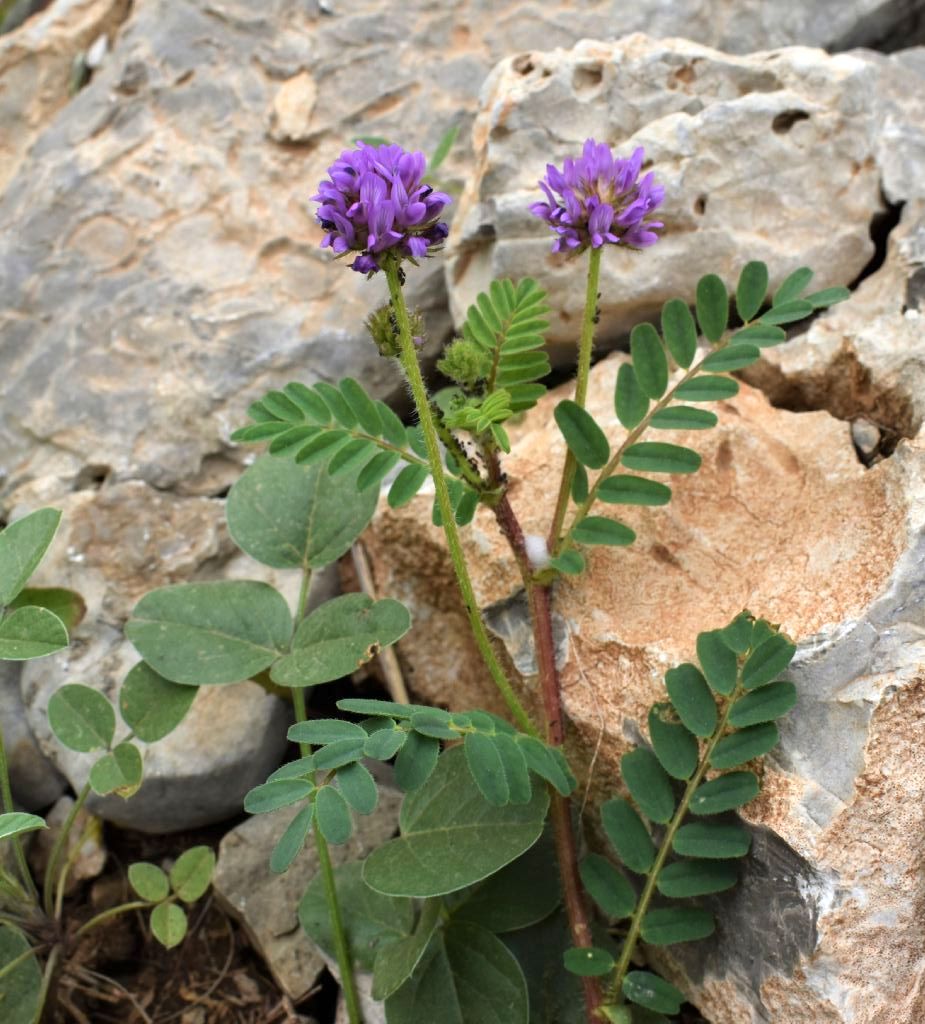 Astragalus?  No, Sulla cfr. spinosissima