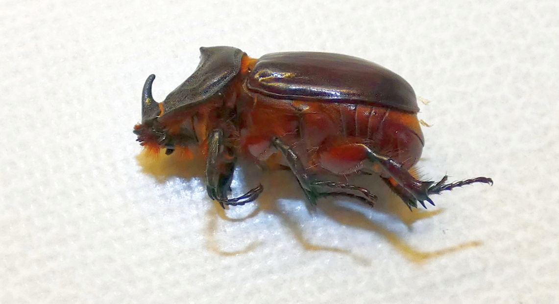 Dynastidae: Oryctes nasicornis, maschio