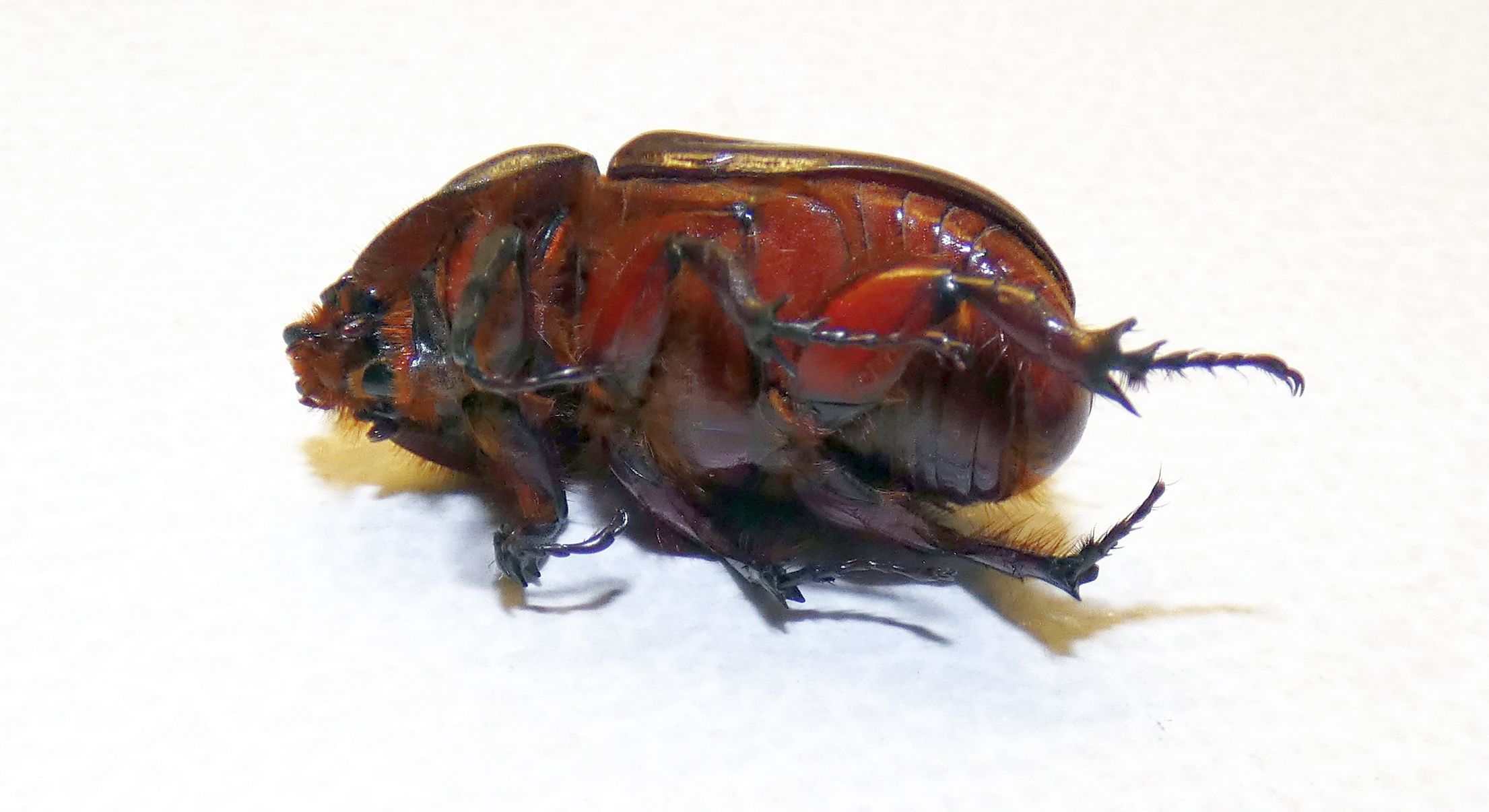 Dynastidae: Oryctes nasicornis, maschio