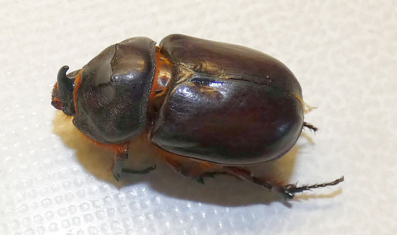 Dynastidae: Oryctes nasicornis, maschio