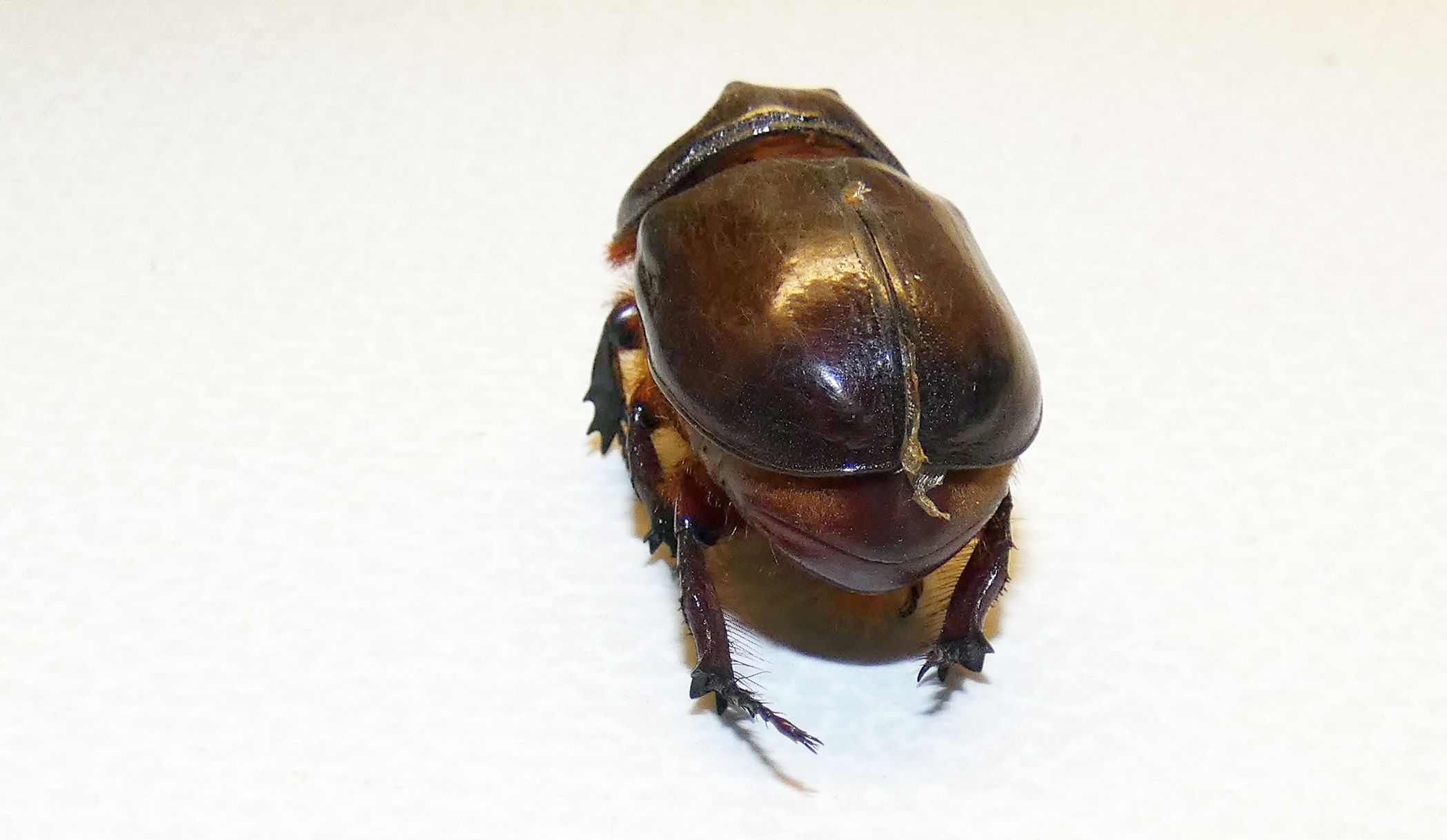Dynastidae: Oryctes nasicornis, maschio