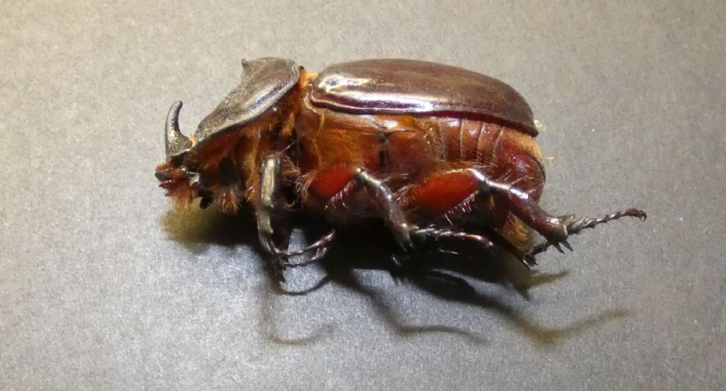 Dynastidae: Oryctes nasicornis, maschio