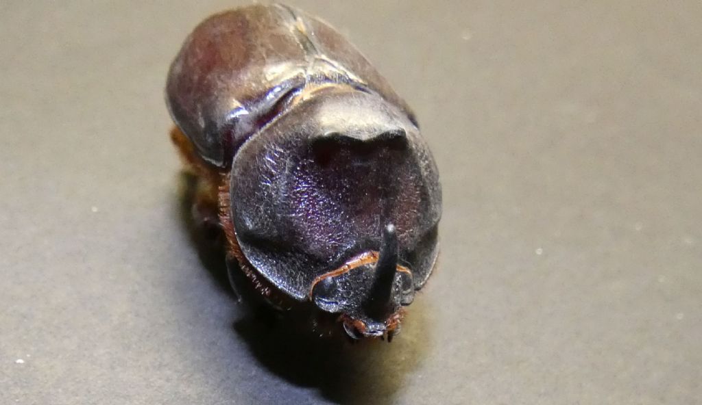 Dynastidae: Oryctes nasicornis, maschio