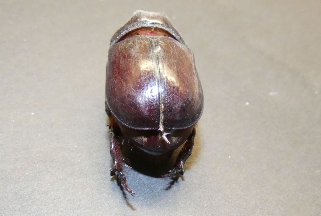 Dynastidae: Oryctes nasicornis, maschio