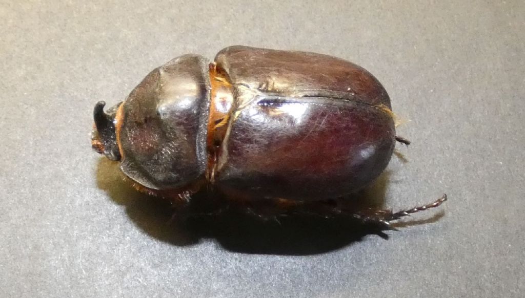 Dynastidae: Oryctes nasicornis, maschio