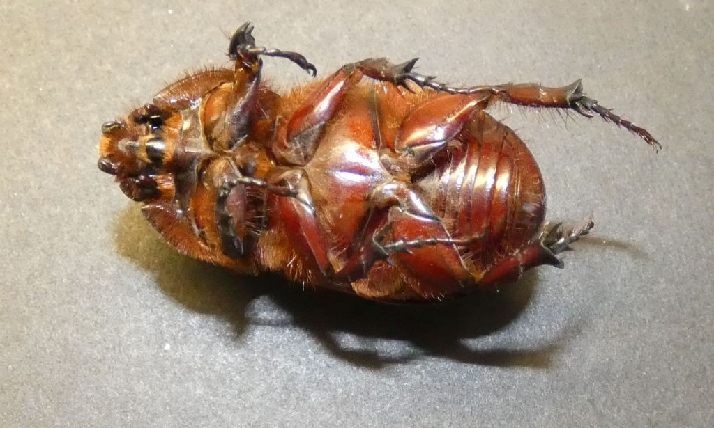 Dynastidae: Oryctes nasicornis, maschio