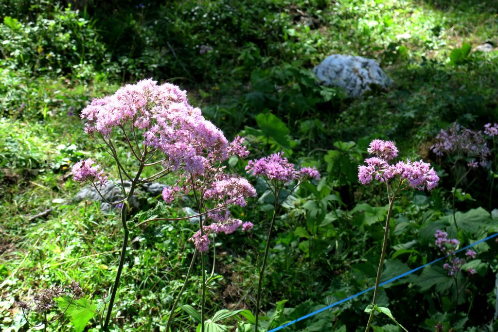 Adenostyles alliariae ?...Adenostyles sp.
