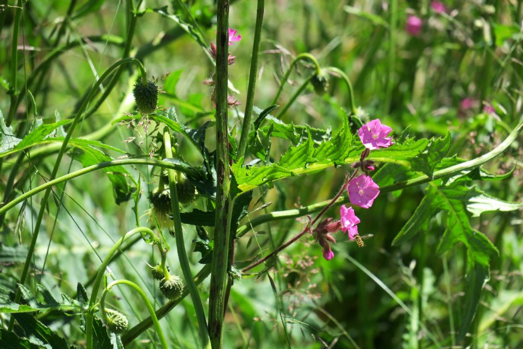Quale Silene?  Silene dioica