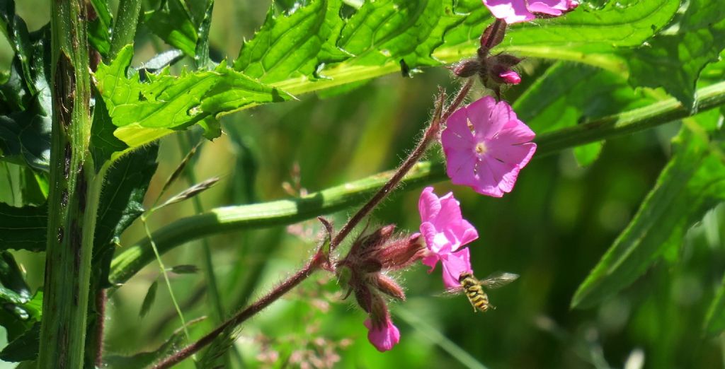 Quale Silene?  Silene dioica