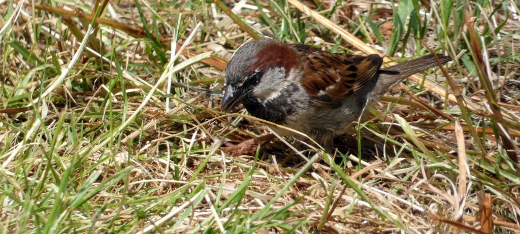 Passero:  Passer domesticus f & m