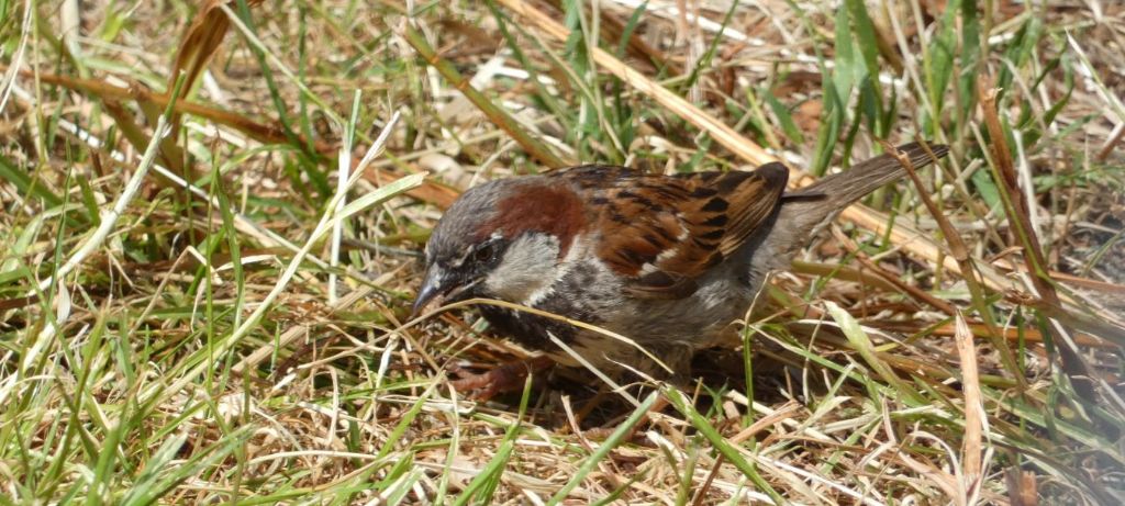 Passero:  Passer domesticus f & m