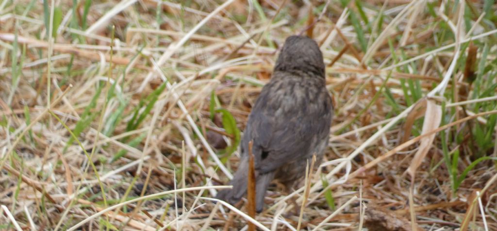 Passero:  Passer domesticus f & m